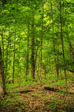 Quebec, Kanada 'daki Mauricie Ulusal Parkı' nın manzarası
