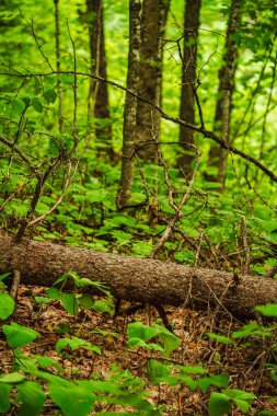 Quebec, Kanada 'daki Mauricie Ulusal Parkı' nın manzarası