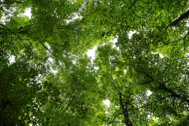 Quebec, Kanada 'daki Mauricie Ulusal Parkı' nın manzarası