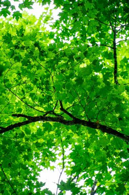 Quebec, Kanada 'daki Mauricie Ulusal Parkı' nın manzarası