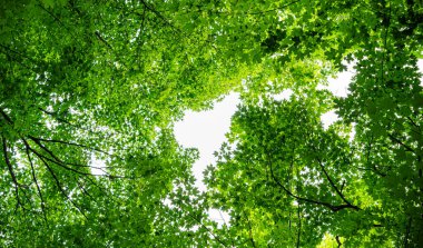 Quebec, Kanada 'daki Mauricie Ulusal Parkı' nın manzarası