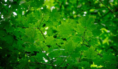 Quebec, Kanada 'daki Mauricie Ulusal Parkı' nın manzarası