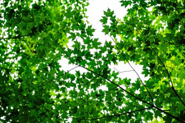 Quebec, Kanada 'daki Mauricie Ulusal Parkı' nın manzarası