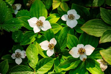 Gaspe Yarımadası, Quebec, Kanada 'daki dağların manzarası