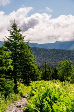 Gaspe Yarımadası, Quebec, Kanada 'daki dağların manzarası