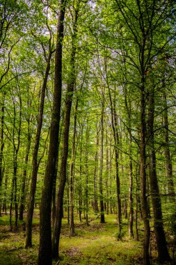 Nagymaros-Visegrad, Tuna Kıvrımında Resim Bölgesi, Macaristan