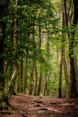 Macaristan 'ın Nagymaros-Visegrad kentindeki orman manzarası