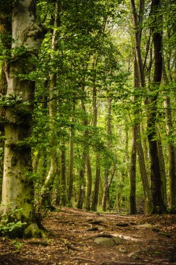 Macaristan 'ın Nagymaros-Visegrad kentindeki orman manzarası