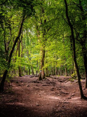 View of the forest at Nagymaros-Visegrad, Danube Bend, Hungary clipart