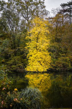 Bois de Vincennes, Picturesque Park with Autumn Colors in Paris, France clipart