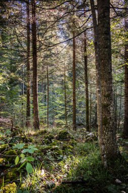 Sırbistan 'ın sonbaharda Tara Ulusal Parkı manzarası