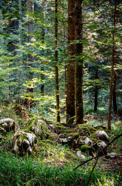 Sırbistan 'ın sonbaharda Tara Ulusal Parkı manzarası
