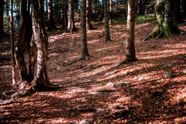 Sırbistan 'ın sonbaharda Tara Ulusal Parkı manzarası