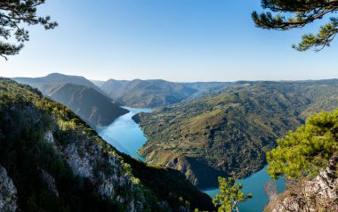 Sırbistan 'ın sonbaharda Tara Ulusal Parkı manzarası