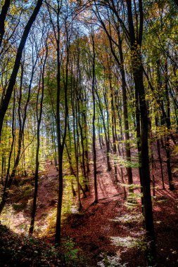 Macaristan 'daki sonbahar ormanı manzarası, bitki örtüsü ve bitki örtüsü.