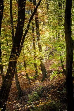 Macaristan 'daki sonbahar ormanı manzarası, bitki örtüsü ve bitki örtüsü.