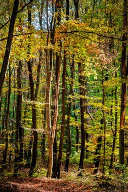 Macaristan 'daki sonbahar ormanı manzarası, bitki örtüsü ve bitki örtüsü.