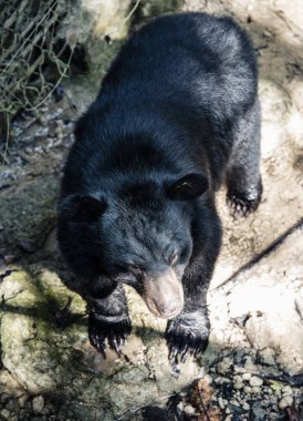 Asyalı siyah ayı (Ursus thibetanus), ayrıca ay ayısı ve beyaz göğüslü ayı olarak da bilinir.