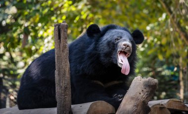 Asyalı siyah ayı (Ursus thibetanus), ayrıca ay ayısı ve beyaz göğüslü ayı olarak da bilinir.