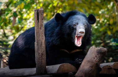 Asyalı siyah ayı (Ursus thibetanus), ayrıca ay ayısı ve beyaz göğüslü ayı olarak da bilinir.