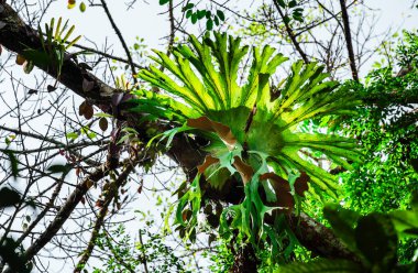 Kuang Si Şelalesi, Luang Prabang Bölgesi, Laos