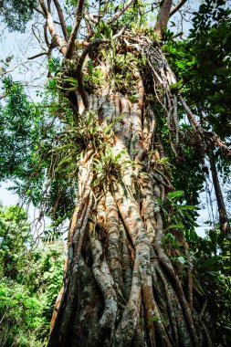 Kuang Si Şelalesi, Luang Prabang Bölgesi, Laos