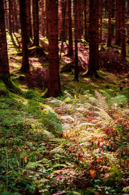 Avusturya 'nın Styria kentindeki Gesause Ulusal Parkı' nın güzel doğa manzarası