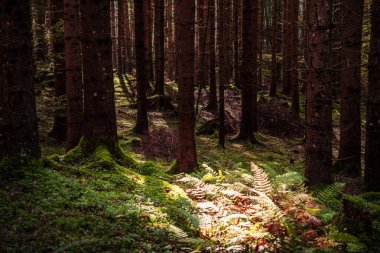 Avusturya 'nın Styria kentindeki Gesause Ulusal Parkı' nın güzel doğa manzarası