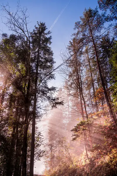 Avusturya 'nın Styria kentindeki Gesause Ulusal Parkı' nın güzel doğa manzarası