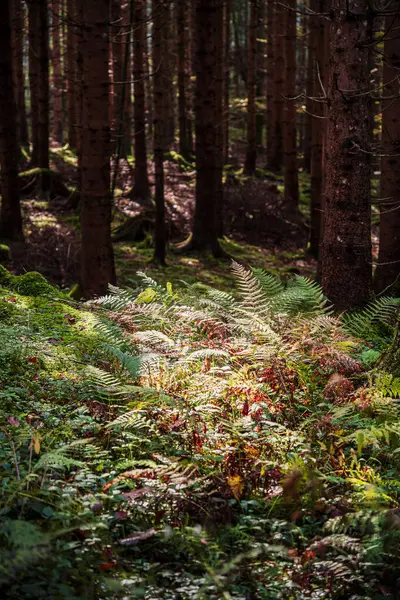 Avusturya 'nın Styria kentindeki Gesause Ulusal Parkı' nın güzel doğa manzarası