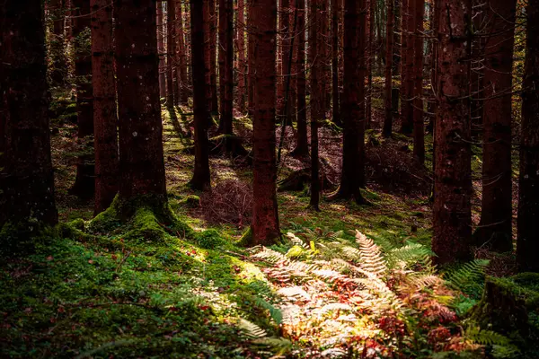 Avusturya 'nın Styria kentindeki Gesause Ulusal Parkı' nın güzel doğa manzarası