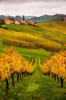 Güney Avusturya 'daki Styria Şarap Yolu manzarası 