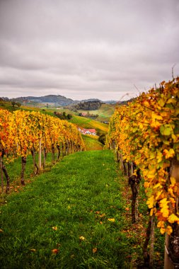 Güney Avusturya 'daki Styria Şarap Yolu manzarası