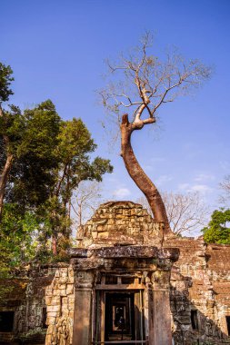 Angkor, Kamboçya 'daki Antik Ta Phrom Tapınağı