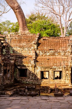 Angkor, Kamboçya 'daki Antik Ta Phrom Tapınağı