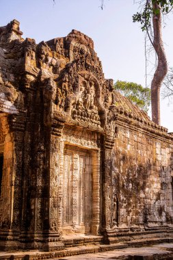 Angkor, Kamboçya 'daki Antik Ta Phrom Tapınağı