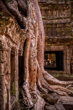 Angkor, Kamboçya 'daki Antik Ta Phrom Tapınağı