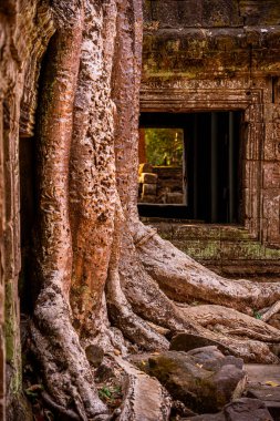 Angkor, Kamboçya 'daki Antik Ta Phrom Tapınağı