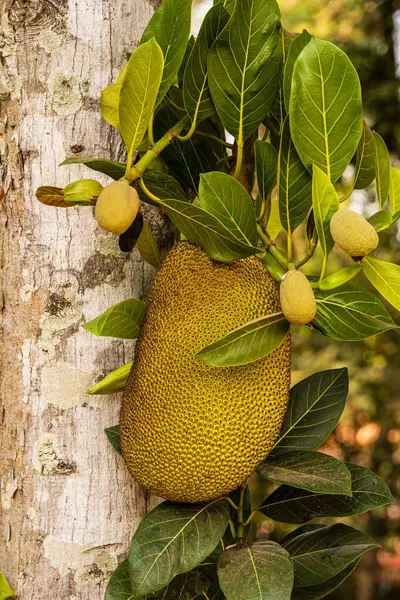 Lolei Tapınağı, Angkor Kompleksi, Kamboçya