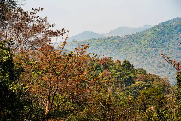 Sirikit Kraliçesi Botanik Bahçeleri, Tayland