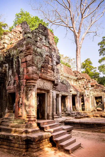 Angkor, Kamboçya 'daki Antik Ta Phrom Tapınağı