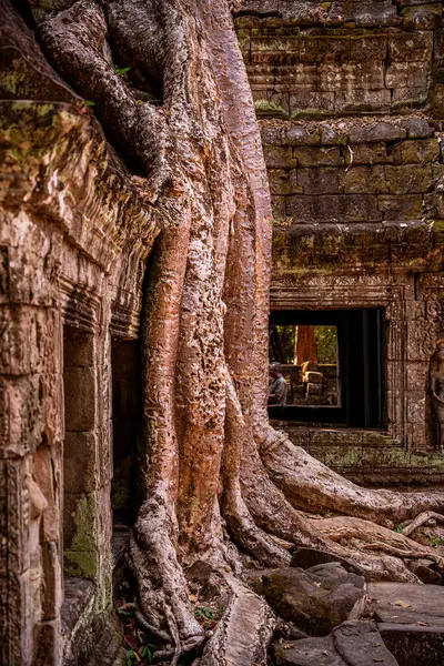 Angkor, Kamboçya 'daki Antik Ta Phrom Tapınağı