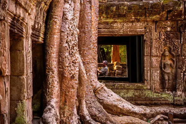 Angkor, Kamboçya 'daki Antik Ta Phrom Tapınağı