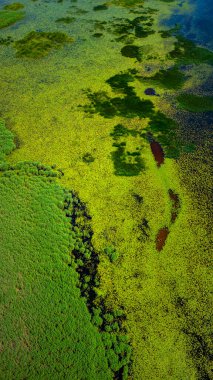 Yaz mevsiminde Vente Burnu 'nun hava aracı görüntüsü, Litvanya