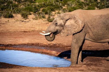 Addo Ulusal Parkı Vahşi Yaşam, Güney Afrika