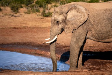 Addo Ulusal Parkı Vahşi Yaşam, Güney Afrika