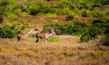 Addo Ulusal Parkı Vahşi Yaşam, Güney Afrika