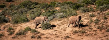 Addo Ulusal Parkı Vahşi Yaşam, Güney Afrika