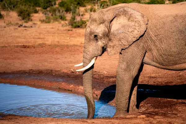 Addo Ulusal Parkı Vahşi Yaşam, Güney Afrika