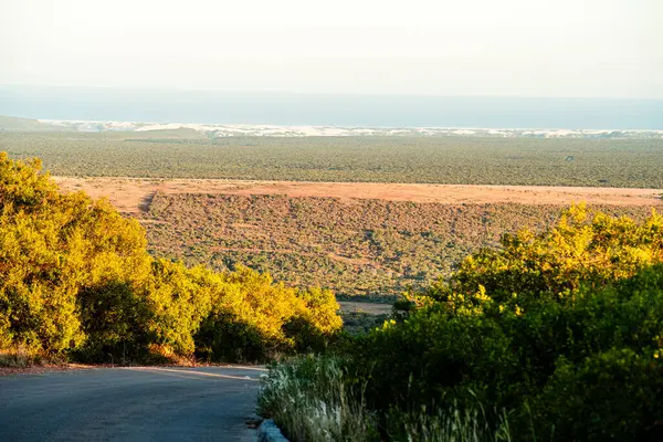 Addo Ulusal Parkı Vahşi Yaşam, Güney Afrika